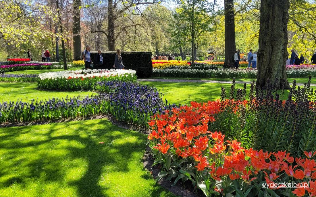 Największy ogród wiosenny – zwiedzanie Keukenhof w Holandii