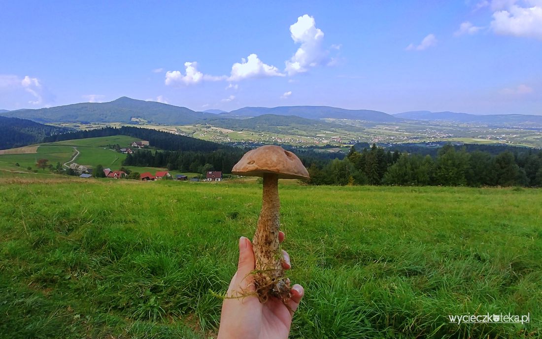 Cichoń, Ostra, Jeżowa Woda – lekka wycieczka po Beskidzie Wyspowym z panoramą na Tatry