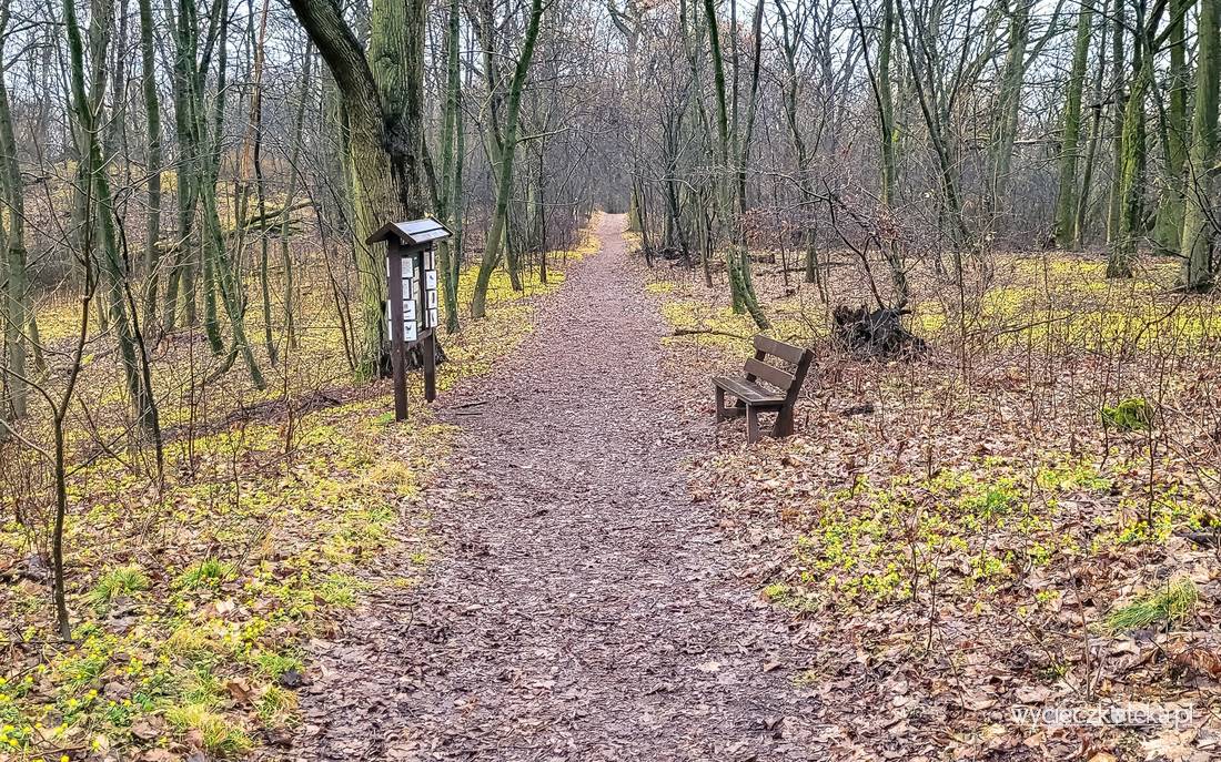 Kokoryczowe Wzgórze i pałac w Radojewie w Poznaniu. Zobacz pierwsze wiosenne kwiaty!