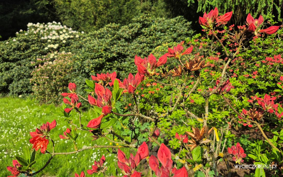 Arboretum w Kórniku – największe arboretum w Polsce. Wybierz się tutaj w maju na Dni azalii i różaneczników!