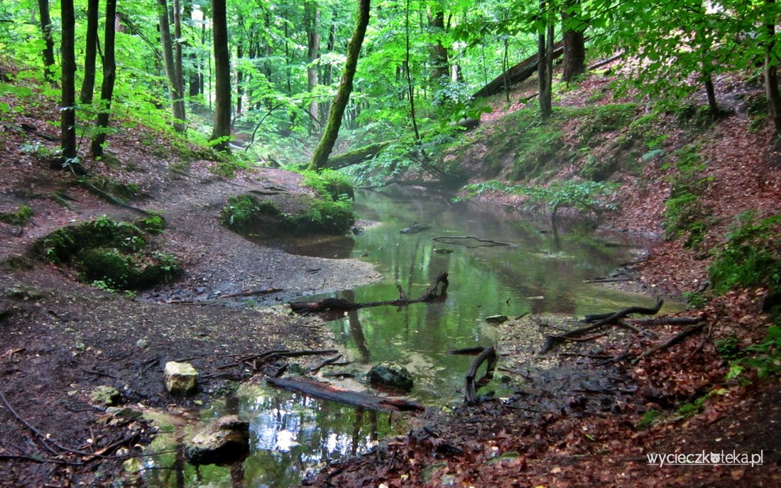 Źródła Zygmunta i Elżbiety. Magiczne miejsce na Jurze Krakowsko-Częstochowskiej