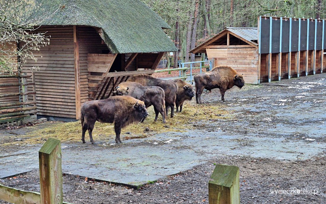Zagroda Pokazowa Żubrów w Międzyzdrojach. Zobacz żubry w Wolińskim Parku Narodowym
